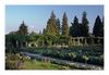 Schlossgarten, Insel Mainau
