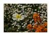 Blumenbeete auf der Insel Mainau