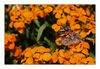 Blumenbeete mit Schmetterling auf der Insel Mainau