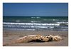 Strandgut bei Stes Maries de la Mer