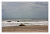 Strandgut toter Delphin. Die andere Seite der Natur ........