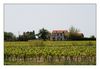 Weinanbau in der Camargue