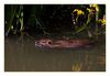 Biberratte, auch Bisam genannt schwimmend in einem Kanal der Camargue 