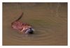 Biberratte, auch Bisam genannt schwimmend in einem Kanal der Camargue 