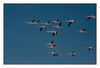 Flamingos im Naturschutzgebiet des L'étang de Vaccarrès 