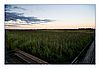Landschaft am Federsee im Abendlicht