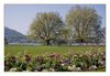 Blumenbeete am Lac d'Annecy (Haute-Savoie)