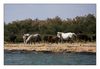 Camargue-Pferde und Camargue-Stiere an der kleinen Rhone