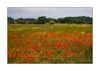 Mohnbl&uuml;tenfeld bei Trebes