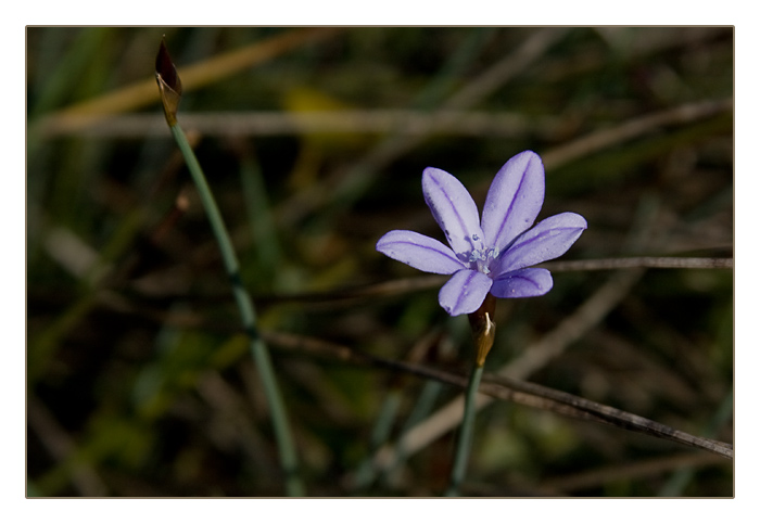 Blaustern (Scilla)