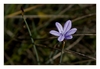Blaustern (Scilla), Plateau Cap Leucate