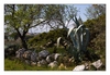 Agave, Leucate
