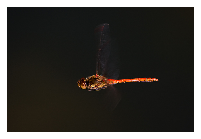 Heidelibelle im Flug erwischt