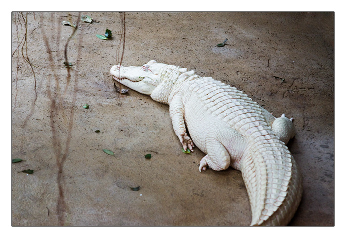 Albino-Alligator, Alligator Bay, Beauvoir