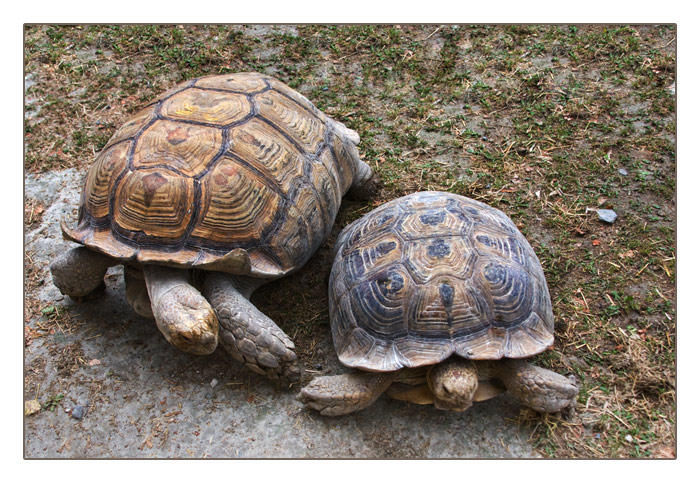 Schildkröten, was haben die denn vor?