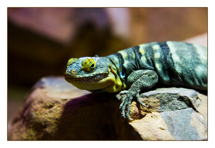 Baja blue rock Lizard (Petrosaurus thalassinus)