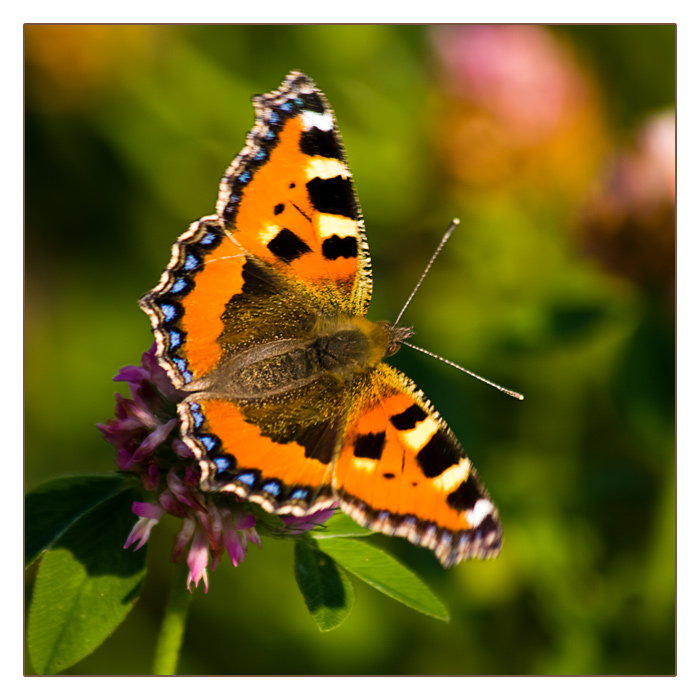 Schmetterling, kleiner Fuchs