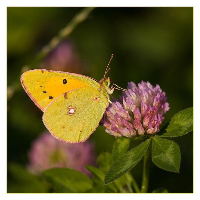 Schmetterling, Postillion, Wander-Gelbling, Mandre an der Maas