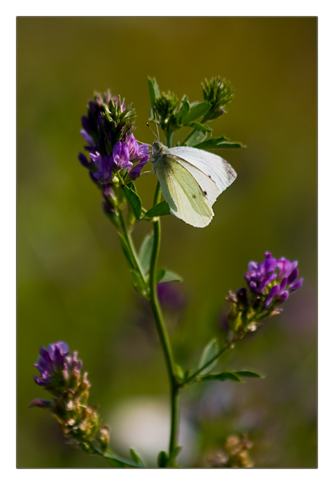 Schmetterling, kleiner Kohlweissling, Mandre an der Maas