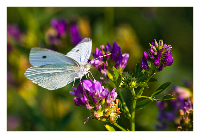 Schmetterling, kleiner Kohlweissling, Mandre an der Maas