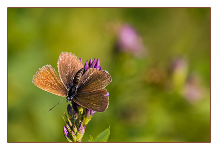 Bl&auml;uling-Weibchen, Polyommatus semiargus