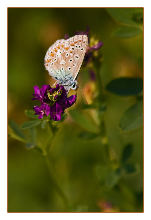 Hauhechel-Bl&auml;uling-Weibchen, Polyommatus icarus, Common Blue
