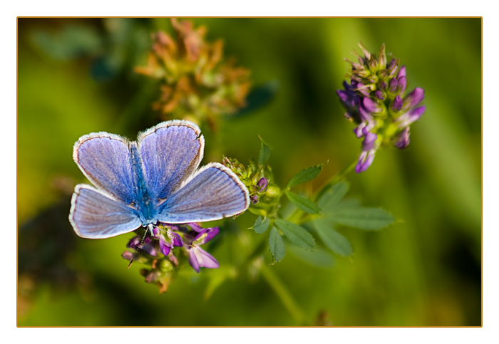Hauhechel-Bl&auml;uling-M&auml;nnchen, Polyommatus icarus, Common Blue