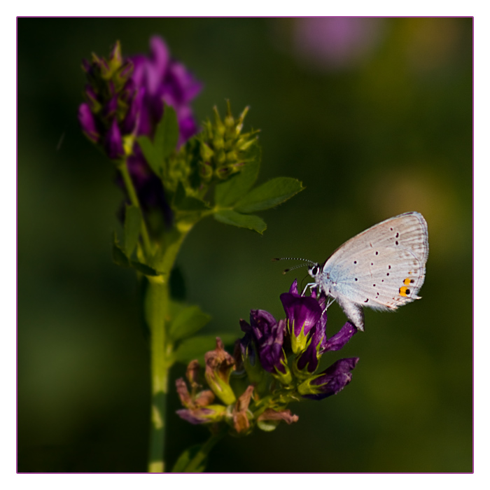 kurzschw&auml;nziger Bl&auml;uling, Cupido (Everes) argiades, Short-tailed Blue