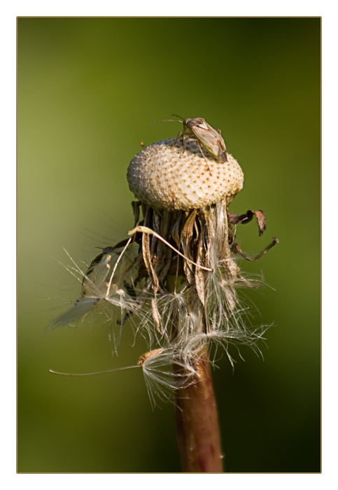 Blattwanze (?), Mandre an der Maas