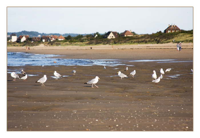M&ouml;wen bei Ebbe am Strand von Merville-Franceville-Plage