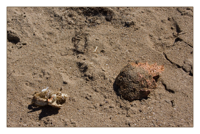 Fund bei Ebbe am Strand von Merville-Franceville-Plage