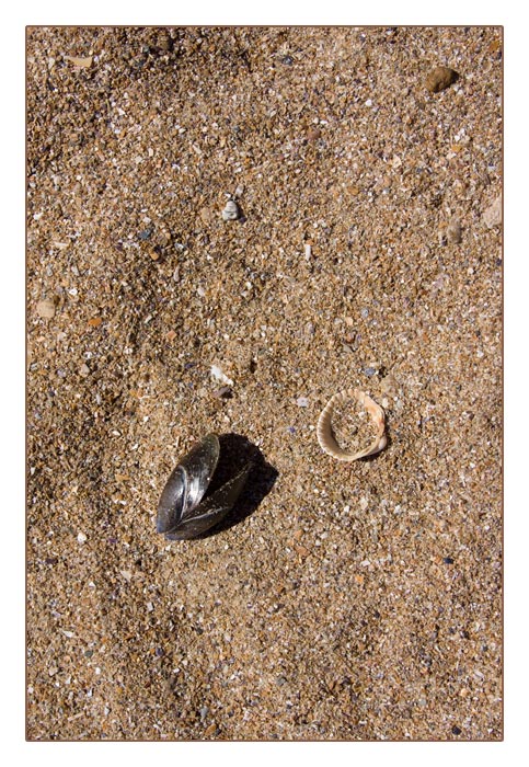 Muschelschalen bei Ebbe am Strand von Merville-Franceville-Plage