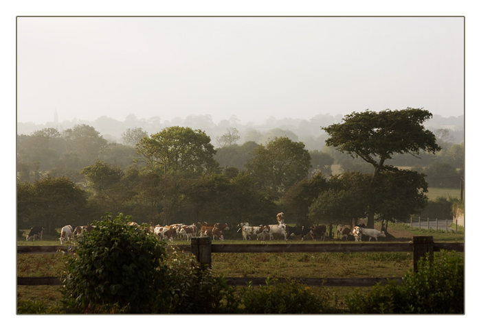 Morgennebel auf der Viehweide, Englesqueville la Perc&eacute;e
