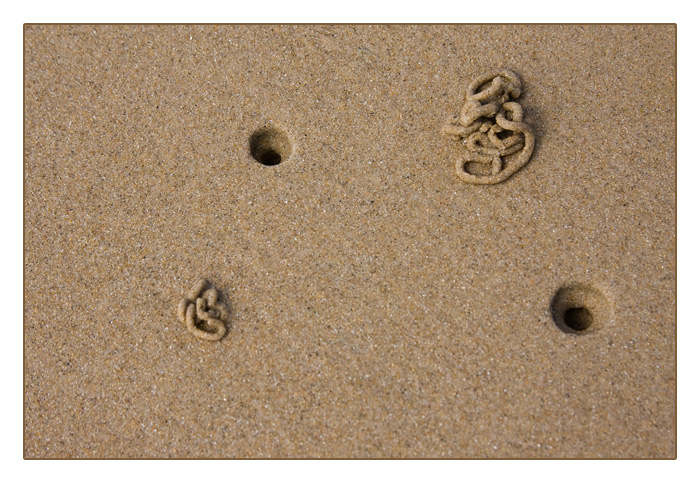 Strandwurml&ouml;cher bei Ebbe, Le Rozel, Halbinsel Cotentin