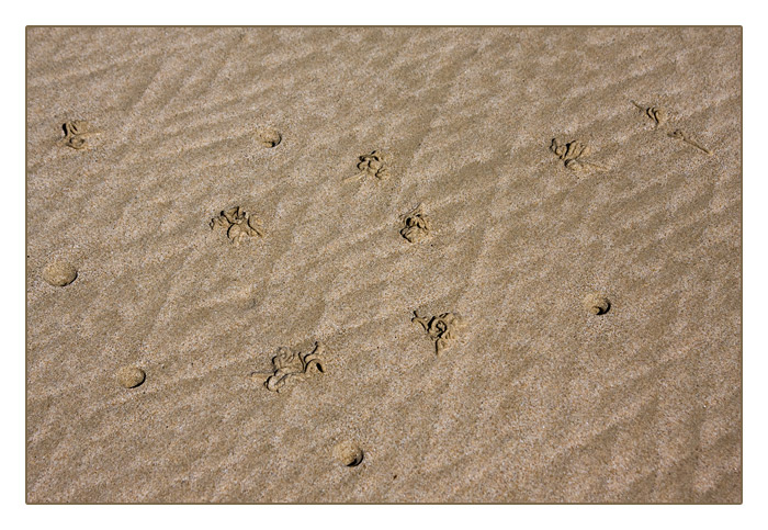 Strandwurml&ouml;cher und Muster im Sand bei Ebbe, Le Rozel, Halbinsel Cotentin