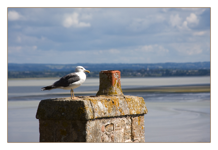 Möwe auf dem Schornstein, Le Mont-Saint-Michel, Normandie