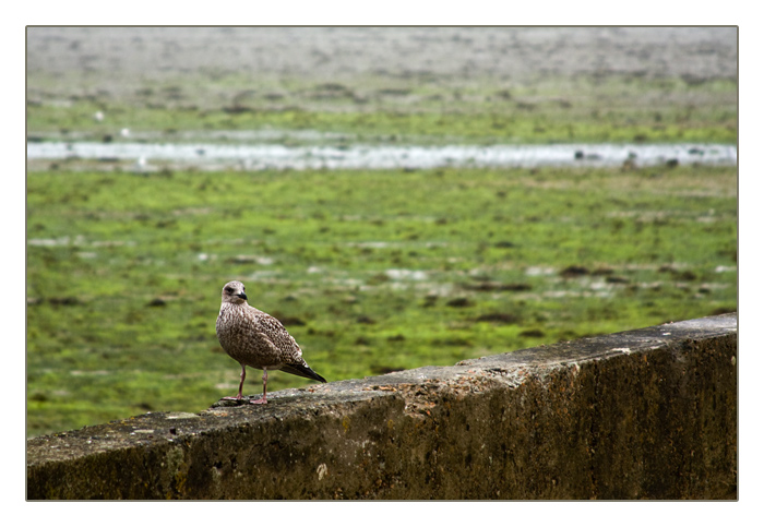 M&ouml;we, Saint-Pol-de-L&eacute;on, Finist&egrave;re, Bretagne