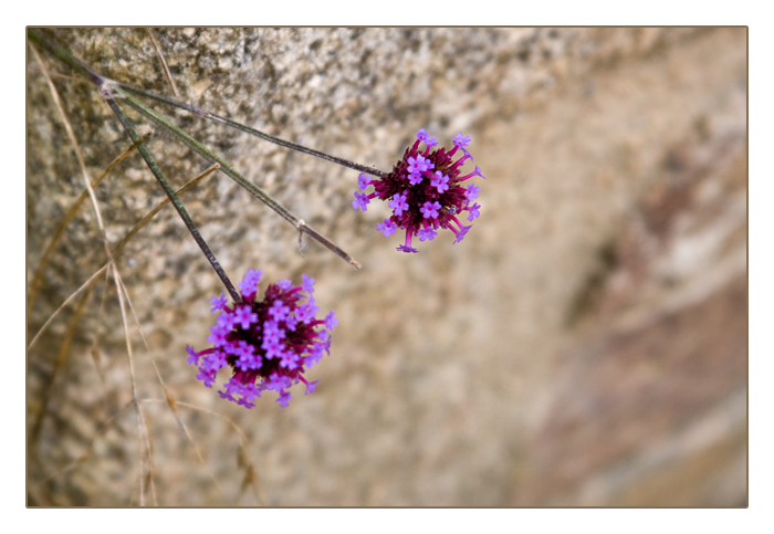 "Mauerbl&uuml;mchen" im Algenfischer-Dorf Meneham, M&eacute;nez Ham bei Kerlouan
