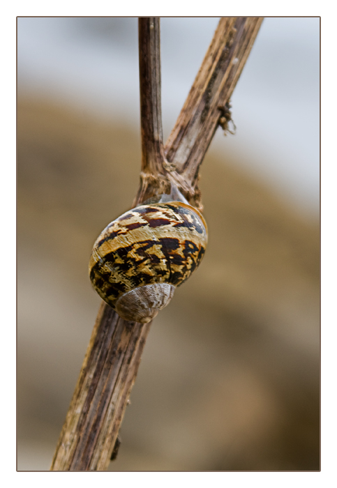 Schnecke, Algenfischer-Dorf Meneham, M&eacute;nez Ham bei Kerlouan