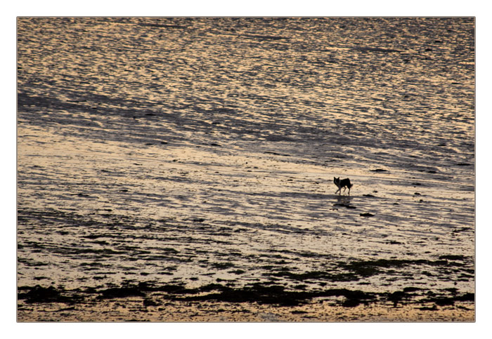 Hund im Sonnenuntergang bei Ebbe, Plage de Sainte-Marguerite, Land&eacute;da