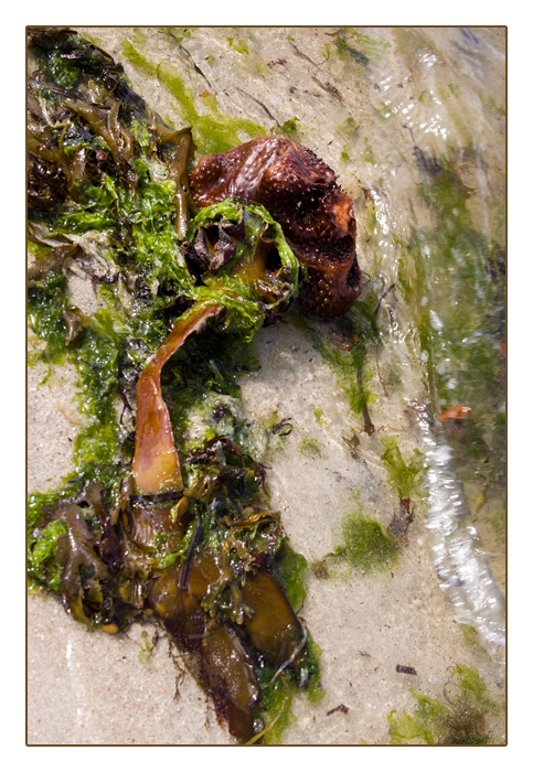 Strandgut-Braunalgen mit Knolle, Plage de Sainte-Marguerite, Land&eacute;da,