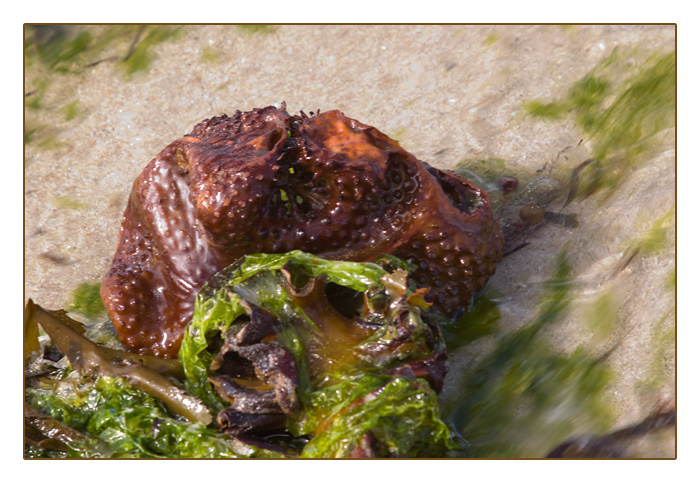 Strandgut-Braunalgen mit Knolle, Plage de Sainte-Marguerite, Land&eacute;da