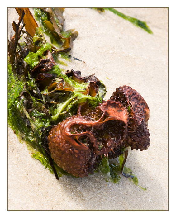 Strandgut-Braunalgen mit Knolle, Plage de Sainte-Marguerite, Land&eacute;da