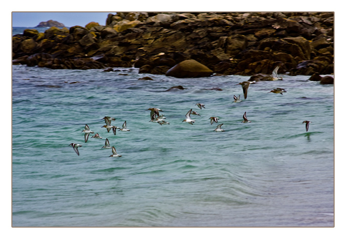 Vogelschwarm, Plage de Sainte-Marguerite, Land&eacute;da