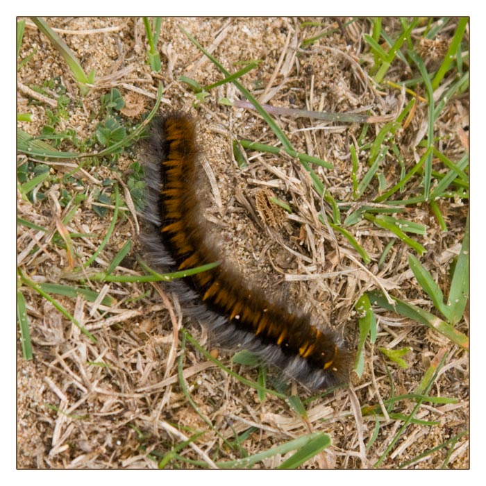 Brombeerspinner-Raupe, Macrothylacia rubi, Fox Moth, Camaret-sur-Mer