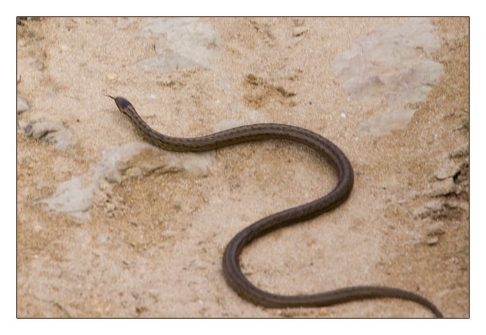 unbekannte Schlange, Camaret-sur-Mer, Halbinsel Crozon, Finist&egrave;re, Bretagne