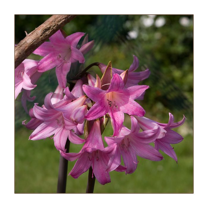 Lilien, Camaret-sur-Mer, Halbinsel Crozon, Finist&egrave;re, Bretagne