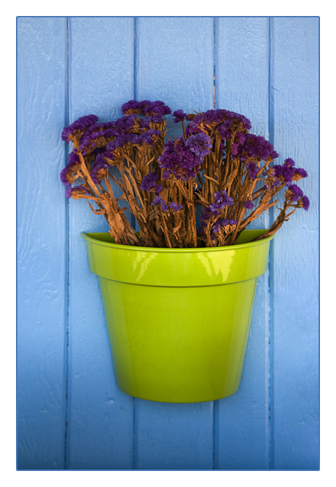 Blumendeko an Hauswand, Camaret-sur-Mer