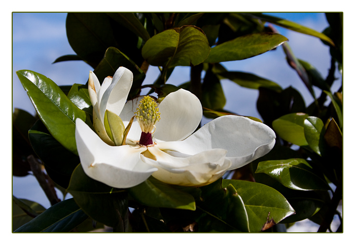 Bl&uuml;te einer Immergr&uuml;nen-Magnolie (Magnolia grandiflora), Camaret-sur-Mer