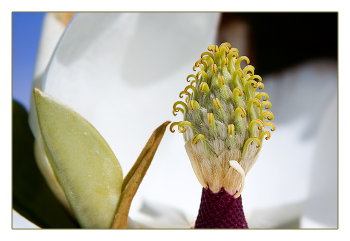 Bl&uuml;teninneres einer Immergr&uuml;nen-Magnolie (Magnolia grandiflora), Camaret-sur-Mer